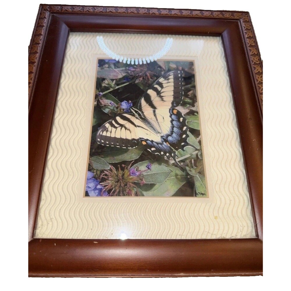 Papilio Glaucus Female Yellow Swallowtail Butterfly Framed Picture Wall Art